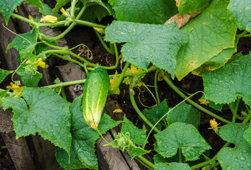 one cucumber in rain drops lies on the edge of the garden bed