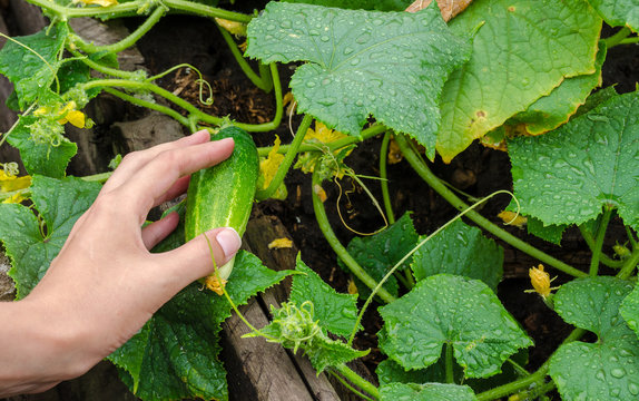 female hand plucks a ripe cucumber from garden bed on rainy day