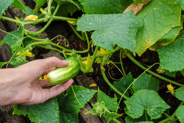 Obraz premium female hand plucks a ripe cucumber from garden bed on rainy day