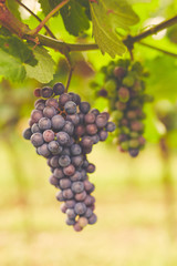 Branch of red wine grapes, toned