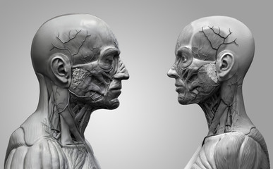 Human anatomy background of a male and female - muscle anatomy of the face neck and shoulder , medical image reference of human anatomy in black and white in realistic 3D rendering