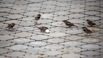 Sparrow pecks grain on the footpath in the park. Birds