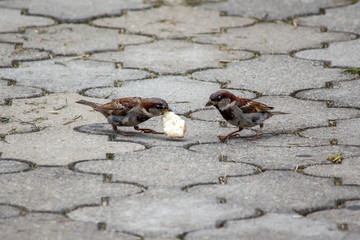 Sparrow pecks grain on the footpath in the park. Birds