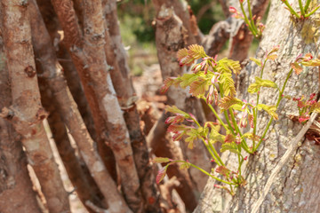 Cut down trees - Effects of destruction forests, Global warming,