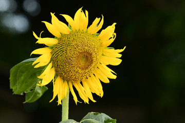 Naklejka premium sunflowers