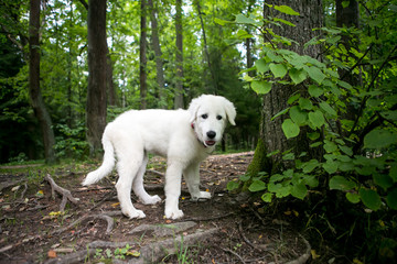 Cute white maremma puppy dog