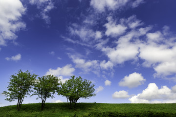 Fototapeta na wymiar Beautiful sky and trees