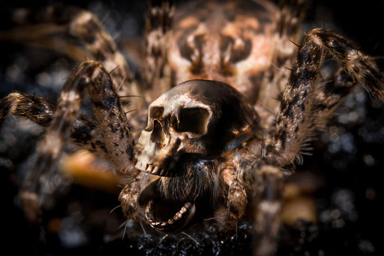 Macro Skull Spider