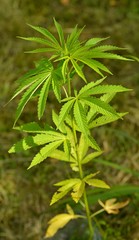 Марихуана медицинская в природе