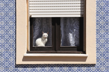 Cat basking in a window in Aveiro, Portugal