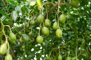 Elaeocarpus hygrophilus Kurz