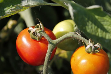 Созревают помидоры