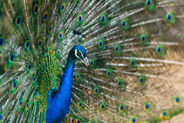 Fototapeta na wymiar Beautiful peacock with opened tail