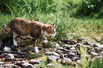 The beautiful brown cat hunts in a green grass. As in the jungle.
