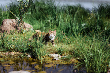 The beautiful brown cat hunts in a green grass. As in the jungle.