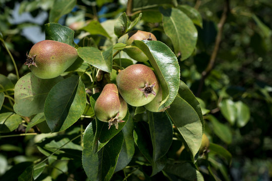pears on the branch