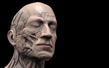 Human anatomy - muscle anatomy of the face and  neck in 3d render 
