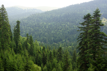 Fototapeta na wymiar Mountains and forest of Adjaria, Georgia