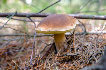 boletus mushroom growing in a pine forest 