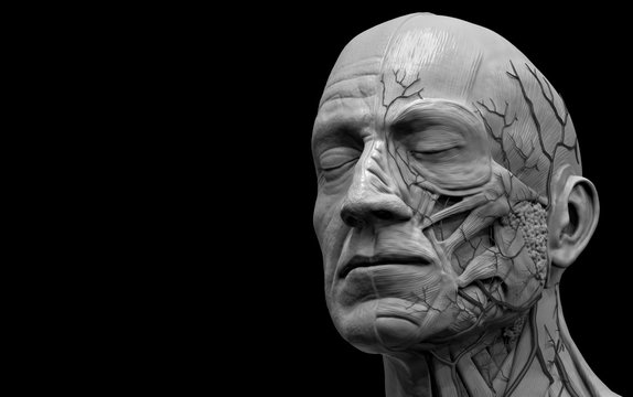 Human body anatomy - muscle anatomy of the head  3d render 