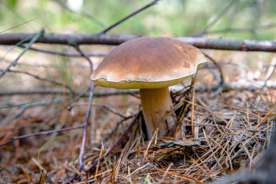 boletus mushroom growing in a pine forest 