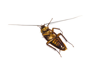 Close up cockroach isolated on white
