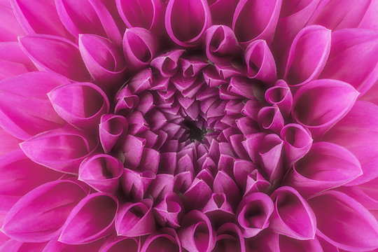Fototapeta Purple flower petals, close up and macro of chrysanthemum, beautiful abstract background