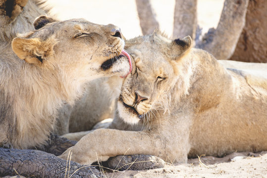 Namibia, Etosha National Park, lioness licking another