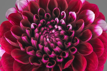 Dark red flower petals, close up and macro of chrysanthemum, beautiful abstract background