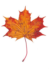 autumn colored leaves on a white background