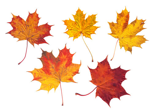 autumn colored leaves on a white background