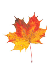 autumn colored leaves on a white background