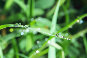 Dew drops on  fresh  green grass leaves