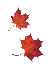 autumn colored leaves on a white background