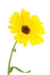 Calendula. Marigold flower with leaves isolated on a white backg