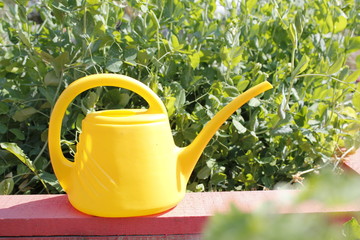Полив в огороде садовой лейкой