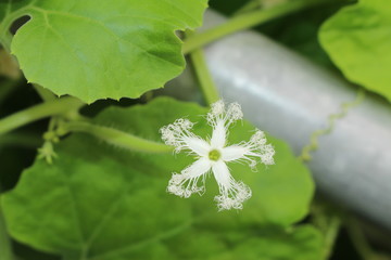 White "Snake Gourd" flower (or Serpent Gourd, Chichinda, Padwal) in St. Gallen, Switzerland. Its Latin name is Trichosanthes Cucumerina var Anguina, native to Southeast Asia.