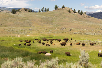 Buffalo Bison Herd Yellowstone National Park Wild Animal