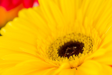 daisy gerbera macro, Shallow dof