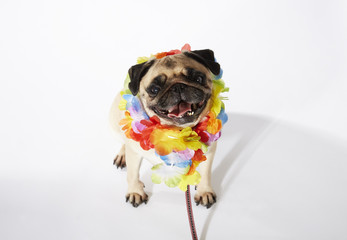 Mops vor weißem Hintergrund mit Blumenkette
