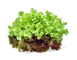 Grren oak and Red oak lettuce on white background