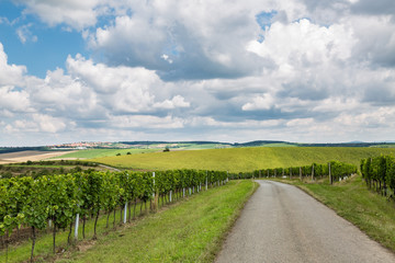 Fototapeta na wymiar Vineyard in the area Velke Bilovice