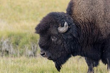 Fototapeta premium Bison