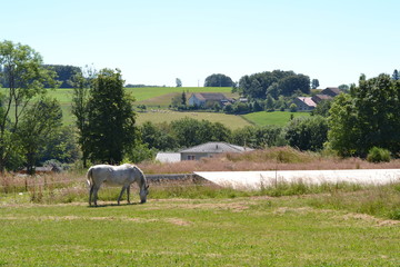 een wit paard (schimmel) graast in de wei bij een dorpje