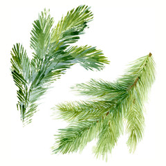 Watercolor Christmas fir-needle tree branches