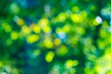 Obraz premium Forest bokeh background