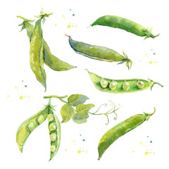 Peas. Hand drawn watercolor painting on white.