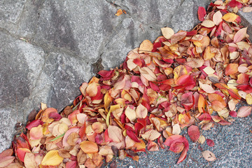 Autumn leaves