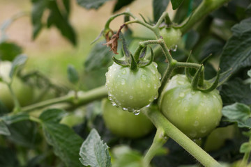 water pearls on green tomatoes at field