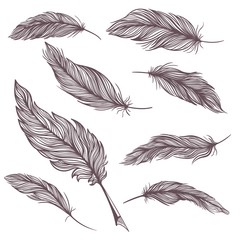 Elegant Vector Feathers Set